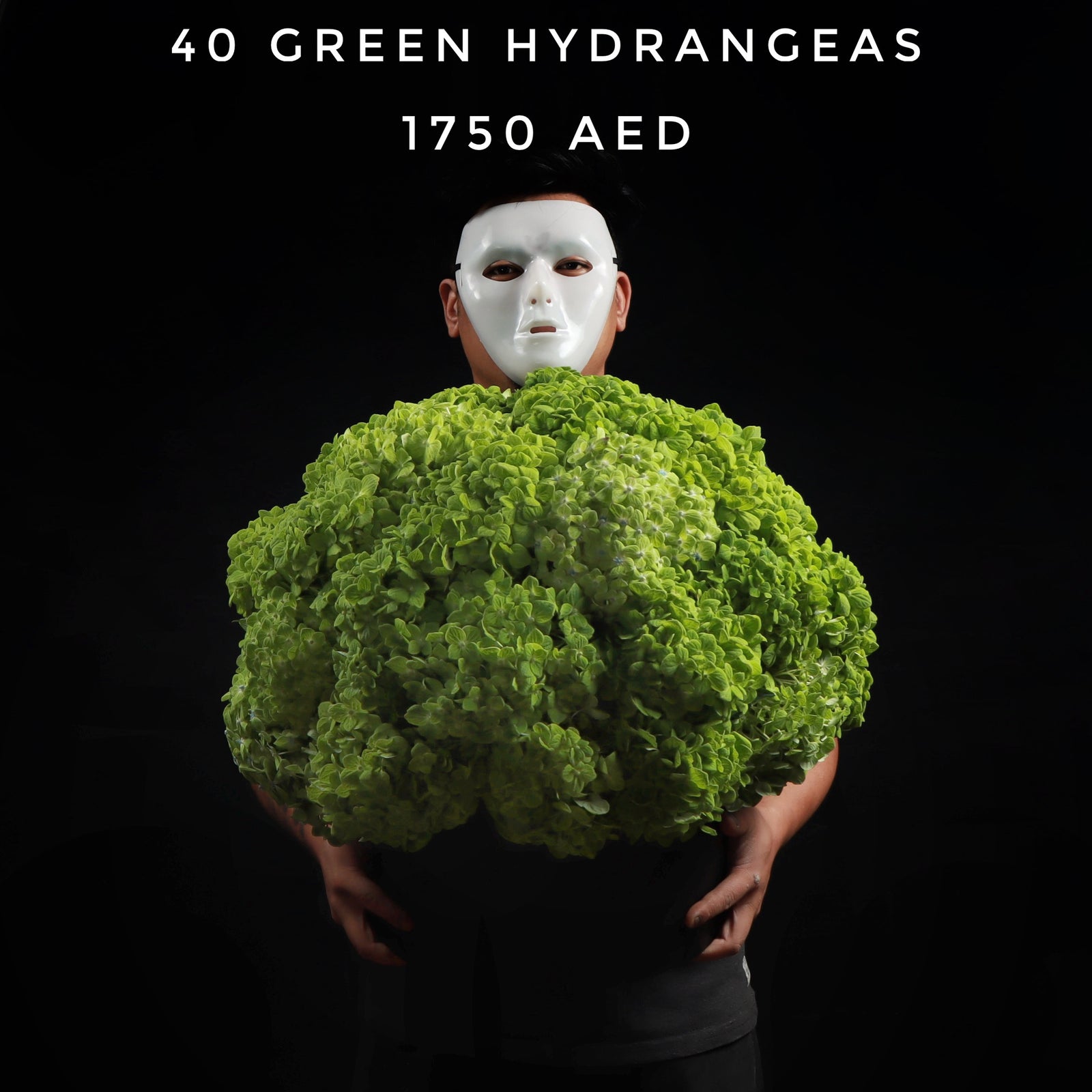 40 Green Hydrangeas Box