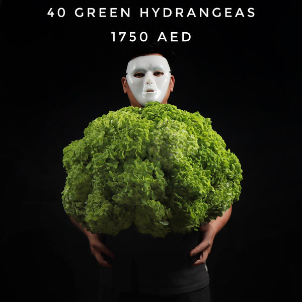 40 Green Hydrangeas Box