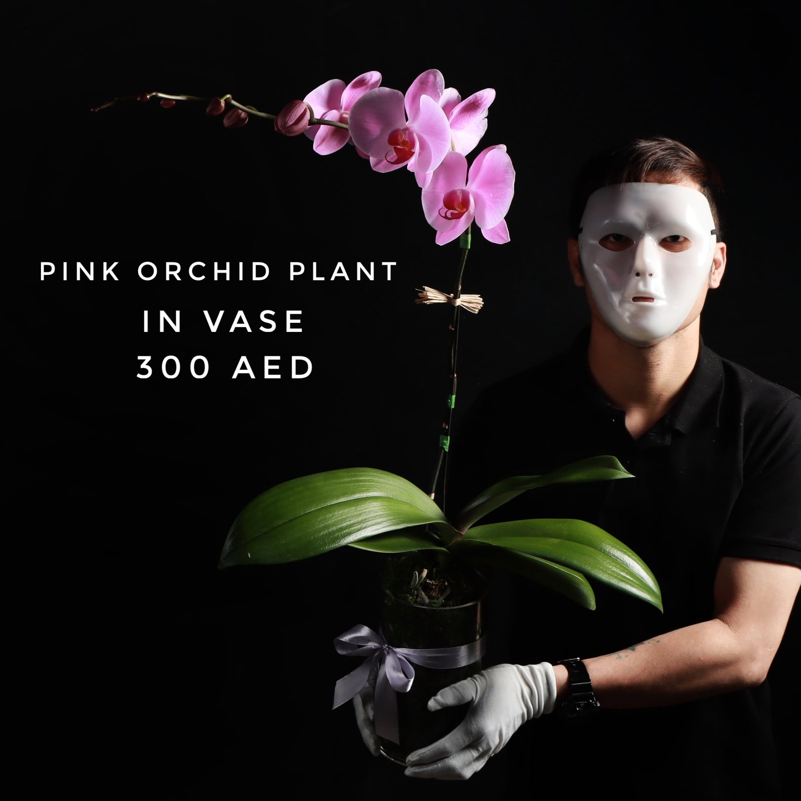 Pink Orchid Plant
