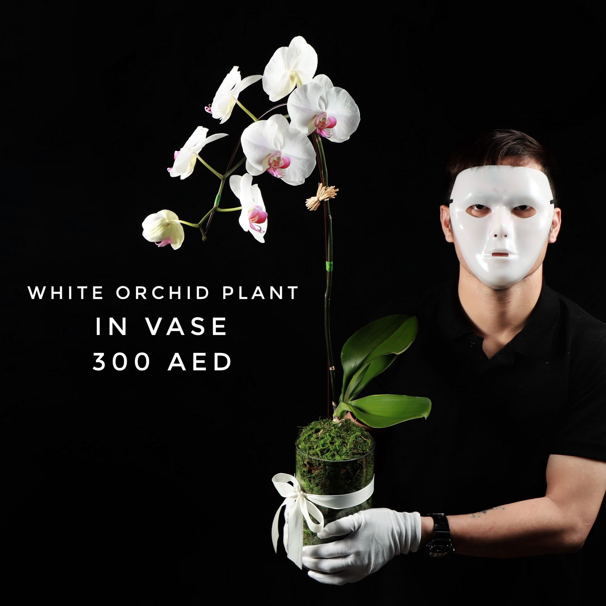 White Orchid Plant Main image